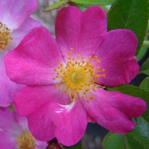 Rosen Online Shop - bodendecker rosen  - rosa - Rosa Fil des Saisons ® - diskret duftend - Ann Velle Boudolf - -